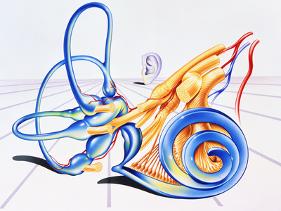 'Artwork of Inner Ear' Photographic Print - John Bavosi | AllPosters.com