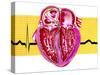 Artwork of Sectioned Heart with Healthy ECG Trace-John Bavosi-Stretched Canvas