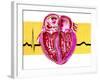 Artwork of Sectioned Heart with Healthy ECG Trace-John Bavosi-Framed Photographic Print