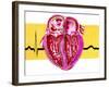 Artwork of Sectioned Heart with Healthy ECG Trace-John Bavosi-Framed Photographic Print