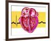 Artwork of Sectioned Heart with Healthy ECG Trace-John Bavosi-Framed Photographic Print