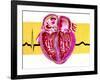 Artwork of Sectioned Heart with Healthy ECG Trace-John Bavosi-Framed Photographic Print