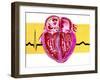 Artwork of Sectioned Heart with Healthy ECG Trace-John Bavosi-Framed Photographic Print