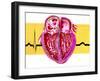 Artwork of Sectioned Heart with Healthy ECG Trace-John Bavosi-Framed Photographic Print