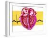 Artwork of Sectioned Heart with Healthy ECG Trace-John Bavosi-Framed Photographic Print