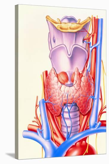 Artwork Showing the Thyroid Gland-John Bavosi-Stretched Canvas