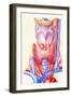 Artwork Showing the Thyroid Gland-John Bavosi-Framed Photographic Print