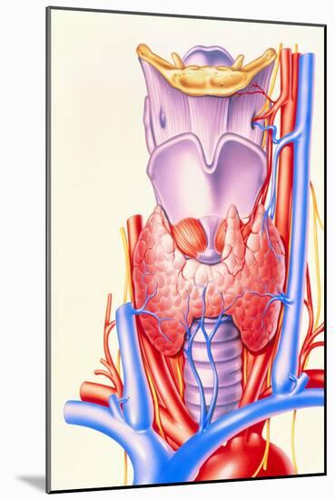 Artwork Showing the Thyroid Gland-John Bavosi-Mounted Photographic Print