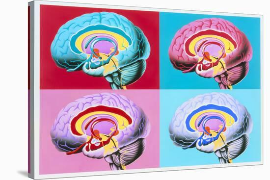 Artworks Showing the Limbic System of the Brain-John Bavosi-Stretched Canvas