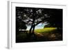 Aruba-Ross Sheddon-Framed Photographic Print