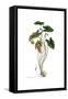 Arum arisarum, Flora Graeca-Ferdinand Bauer-Framed Stretched Canvas