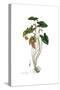 Arum arisarum, Flora Graeca-Ferdinand Bauer-Stretched Canvas
