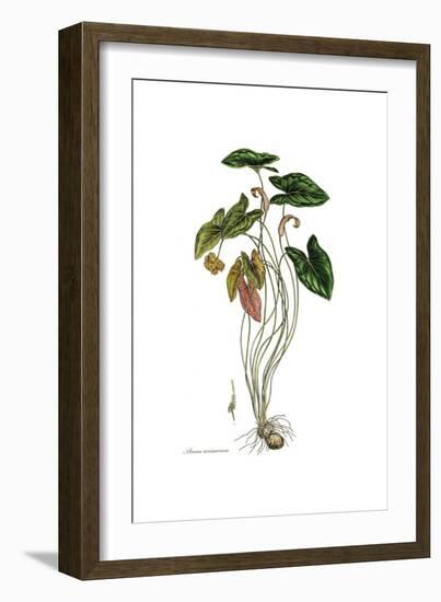 Arum arisarum, Flora Graeca-Ferdinand Bauer-Framed Giclee Print