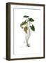 Arum arisarum, Flora Graeca-Ferdinand Bauer-Framed Giclee Print