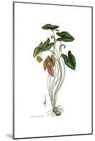 Arum arisarum, Flora Graeca-Ferdinand Bauer-Mounted Giclee Print