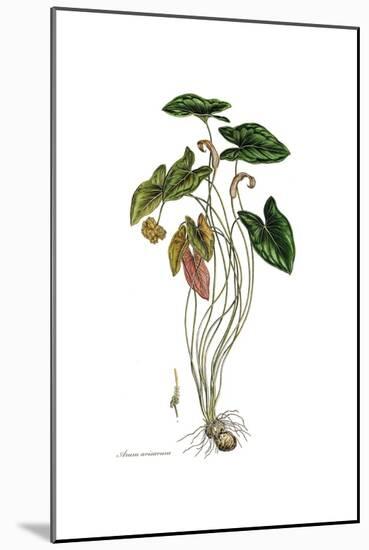 Arum arisarum, Flora Graeca-Ferdinand Bauer-Mounted Giclee Print