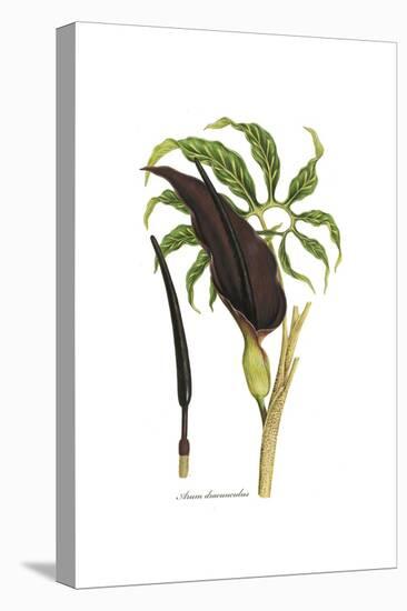 Arum dracunculus, Flora Graeca-Ferdinand Bauer-Stretched Canvas