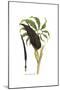 Arum dracunculus, Flora Graeca-Ferdinand Bauer-Mounted Giclee Print