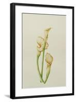 Arum Lily, 2001-Annabel Barrett-Framed Giclee Print
