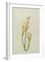 Arum Lily, 2001-Annabel Barrett-Framed Giclee Print