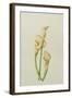 Arum Lily, 2001-Annabel Barrett-Framed Giclee Print