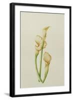 Arum Lily, 2001-Annabel Barrett-Framed Giclee Print