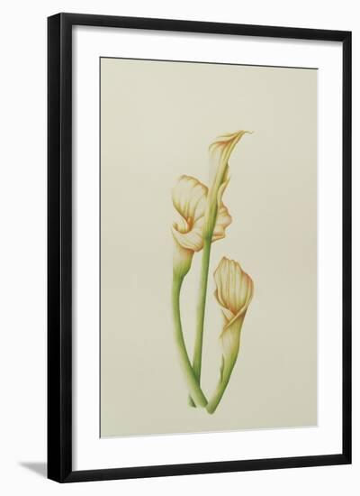 Arum Lily, 2001-Annabel Barrett-Framed Giclee Print