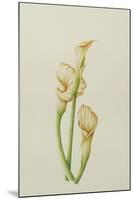 Arum Lily, 2001-Annabel Barrett-Mounted Giclee Print
