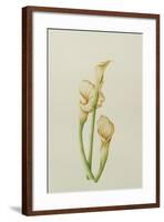 Arum Lily, 2001-Annabel Barrett-Framed Giclee Print