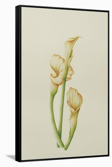 Arum Lily, 2001-Annabel Barrett-Framed Stretched Canvas