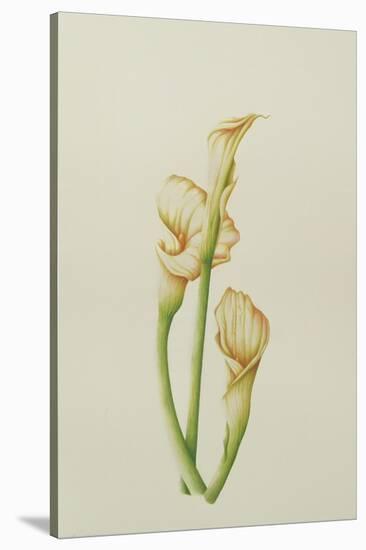 Arum Lily, 2001-Annabel Barrett-Stretched Canvas
