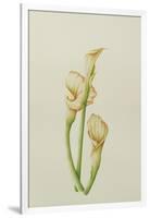 Arum Lily, 2001-Annabel Barrett-Framed Giclee Print