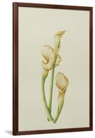 Arum Lily, 2001-Annabel Barrett-Framed Giclee Print