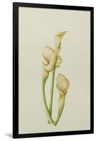 Arum Lily, 2001-Annabel Barrett-Framed Giclee Print