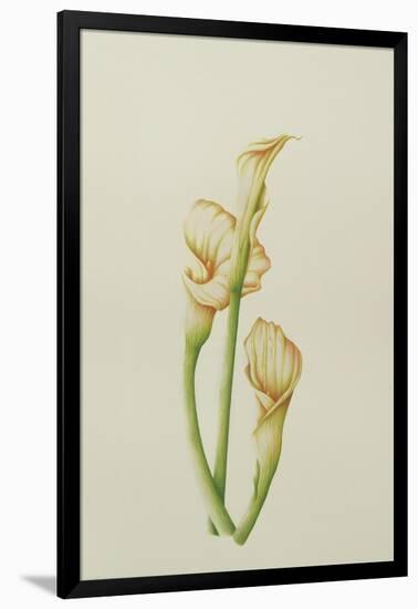 Arum Lily, 2001-Annabel Barrett-Framed Giclee Print