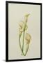 Arum Lily, 2001-Annabel Barrett-Framed Giclee Print