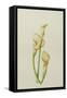 Arum Lily, 2001-Annabel Barrett-Framed Stretched Canvas