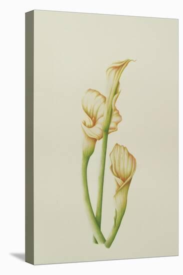 Arum Lily, 2001-Annabel Barrett-Stretched Canvas