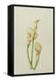 Arum Lily, 2001-Annabel Barrett-Framed Stretched Canvas