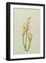 Arum Lily, 2001-Annabel Barrett-Framed Giclee Print