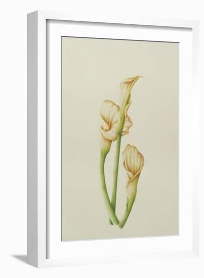 Arum Lily, 2001-Annabel Barrett-Framed Giclee Print