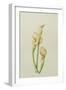 Arum Lily, 2001-Annabel Barrett-Framed Giclee Print