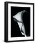 Arum Lily I-Bruce Rae-Framed Giclee Print