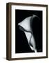 Arum Lily I-Bruce Rae-Framed Giclee Print