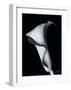 Arum Lily I-Bruce Rae-Framed Giclee Print