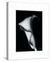 Arum Lily I-Bruce Rae-Stretched Canvas