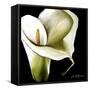 Arum Lily Ii-Cherie Roe Dirksen-Framed Stretched Canvas