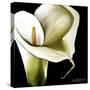 Arum Lily Ii-Cherie Roe Dirksen-Stretched Canvas