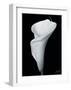 Arum Lily III-Bruce Rae-Framed Giclee Print