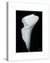 Arum Lily III-Bruce Rae-Stretched Canvas